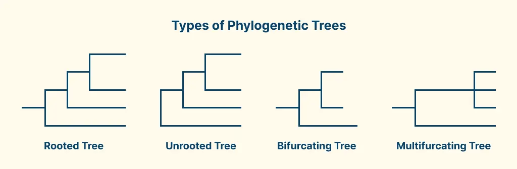 Types of Phylogenentic Trees