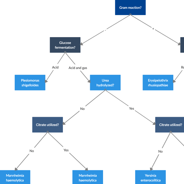 Bacteria Diachotomous Key Sjabloon