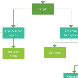 Chave dicotômica para as folhas