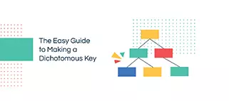 The Easy Guide to Making a Dichotomous Key with Editable Examples